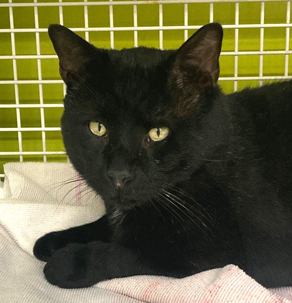 Panther, Adopted, Adult Male Domestic Short Hair.