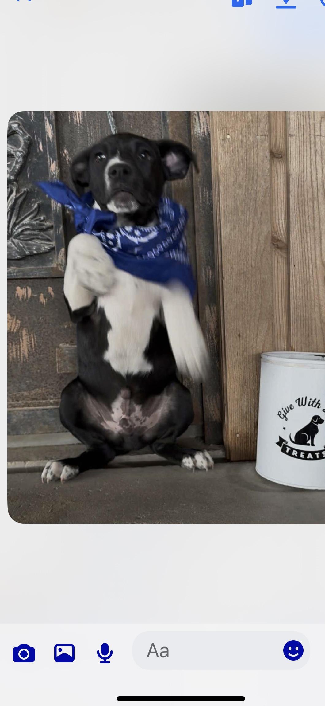 Enlarge Harry, a ADOPTABLE mixed breed in Wanaque, NJ image 2/2