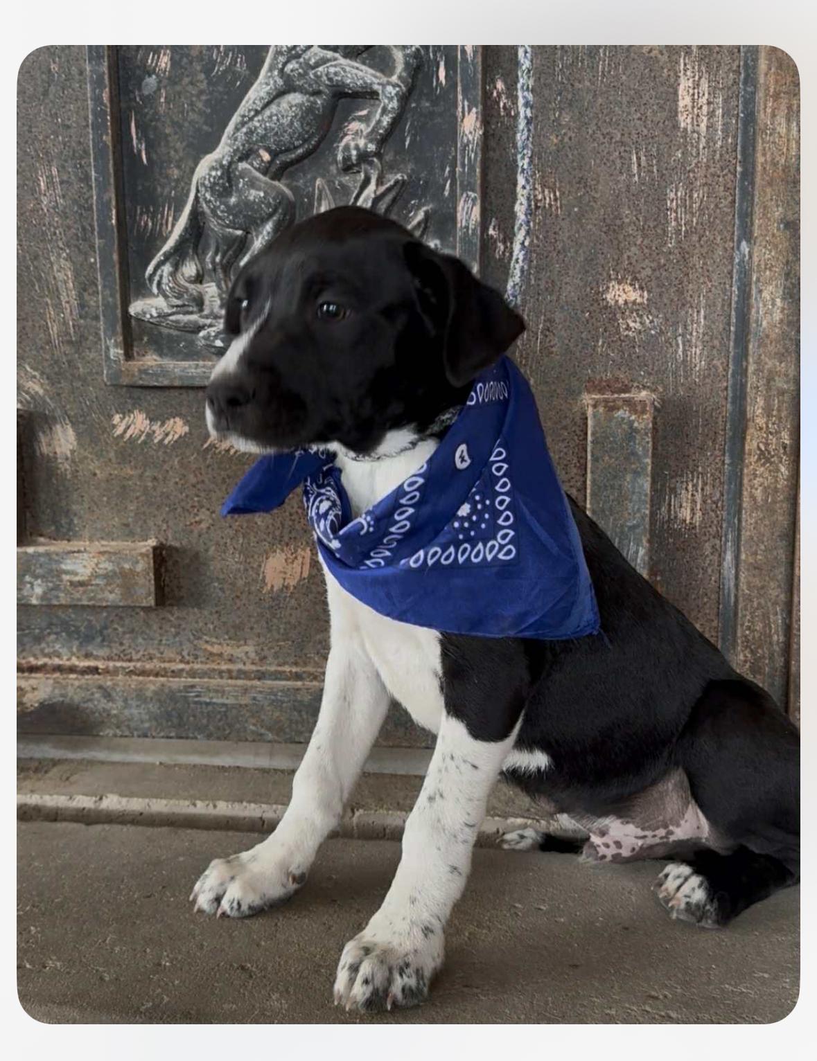 Enlarge Harry, a ADOPTABLE mixed breed in Wanaque, NJ image 1/2