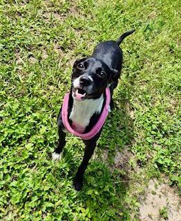 Enlarge Mary, an adopted mixed breed in Winter Haven, FL image 2/6