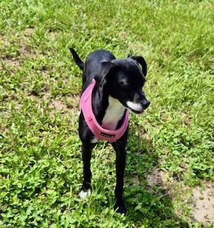 Enlarge Mary, an adopted mixed breed in Winter Haven, FL image 4/6