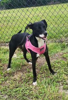 Enlarge Mary, an adopted mixed breed in Winter Haven, FL image 3/6