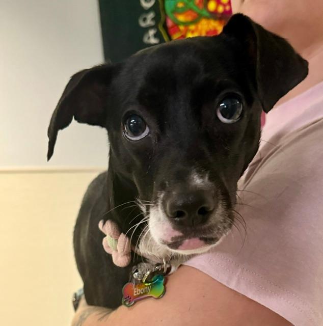 Enlarge Mary, an adopted mixed breed in Winter Haven, FL image 6/6