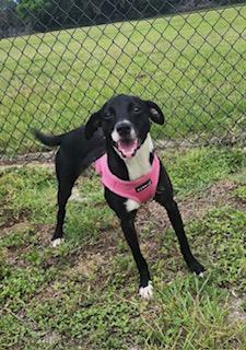 Enlarge Mary, an adopted mixed breed in Winter Haven, FL image 1/6