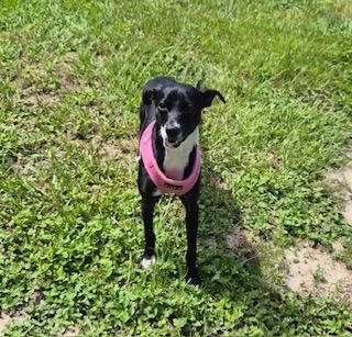 Enlarge Mary, an adopted mixed breed in Winter Haven, FL image 5/6