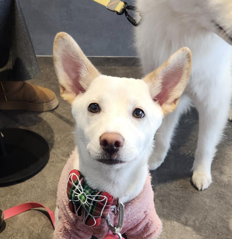Enlarge Soy, a ADOPTABLE mixed breed in Westbrook , ME image 4/6