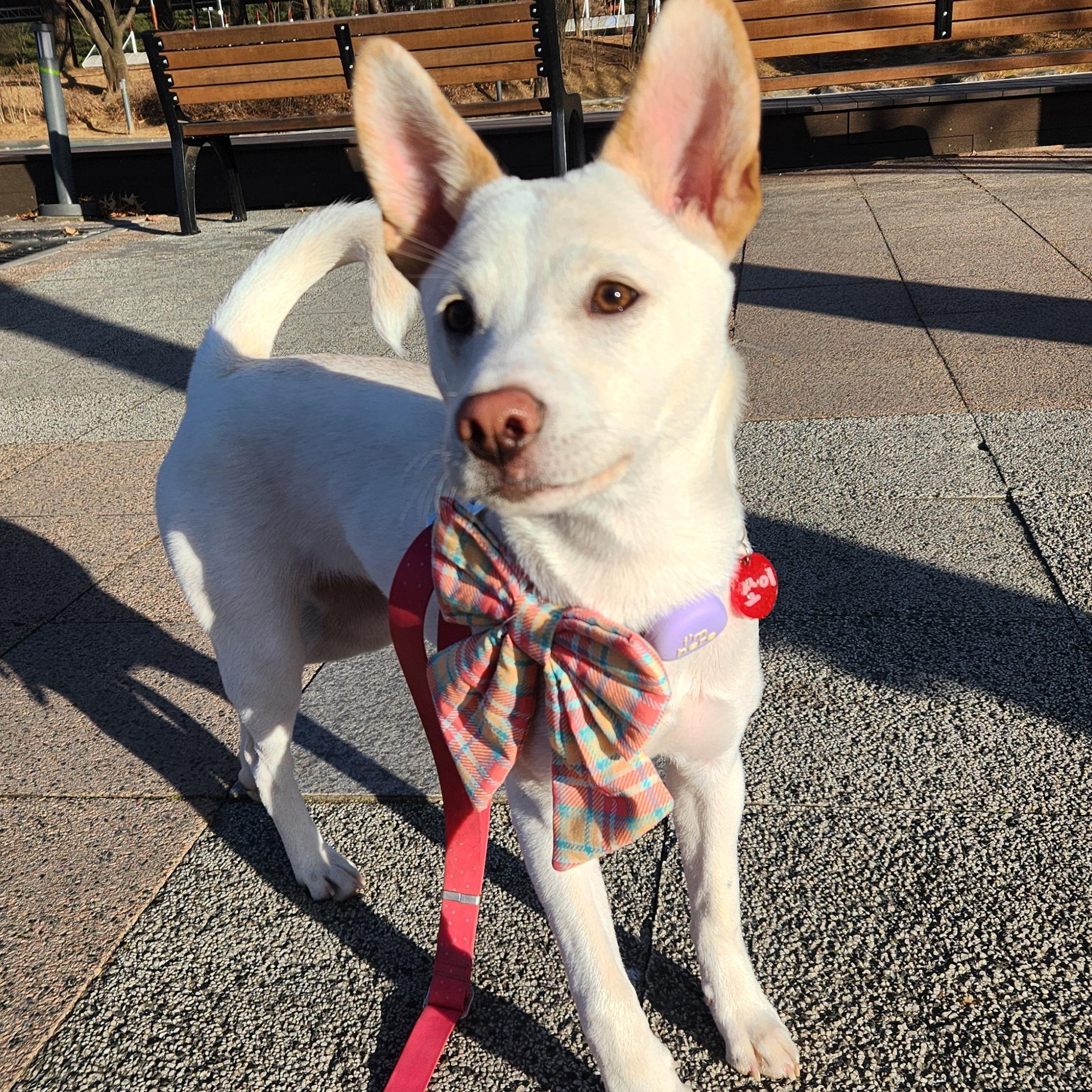 Enlarge Soy, a ADOPTABLE mixed breed in Westbrook , ME image 2/6