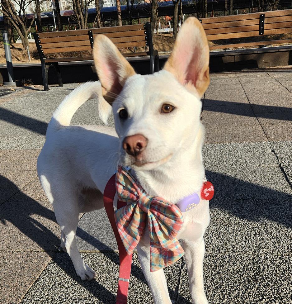 Enlarge Soy, a ADOPTABLE mixed breed in Westbrook , ME image 5/6