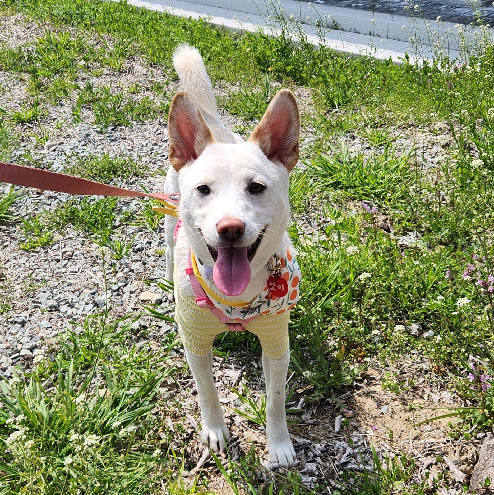 Enlarge Soy, a ADOPTABLE mixed breed in Westbrook , ME image 1/6