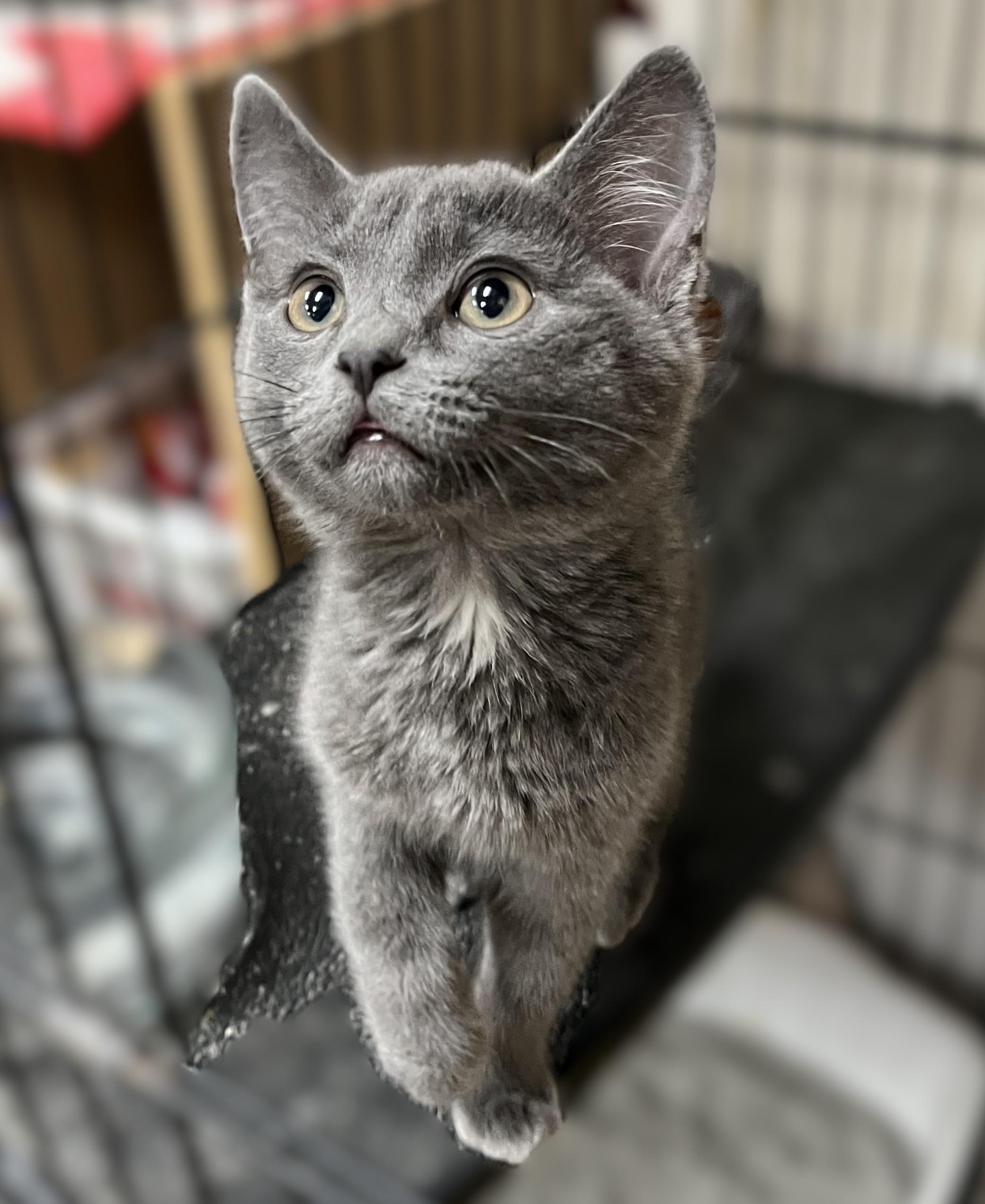 Enlarge Zane, an adopted Domestic Short Hair in Shingletown, CA image 3/3