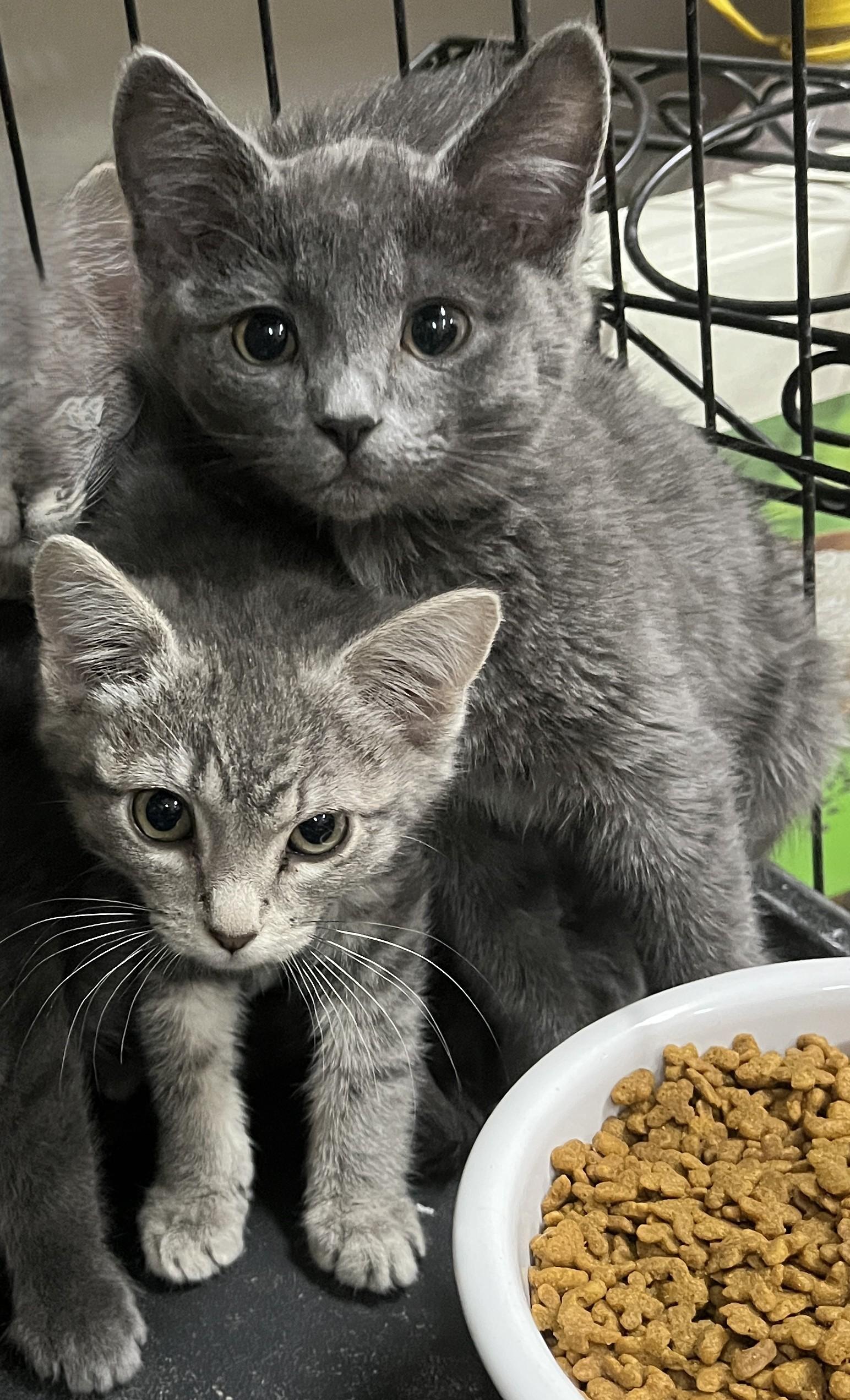 Enlarge Zane, an adopted Domestic Short Hair in Shingletown, CA image 2/3