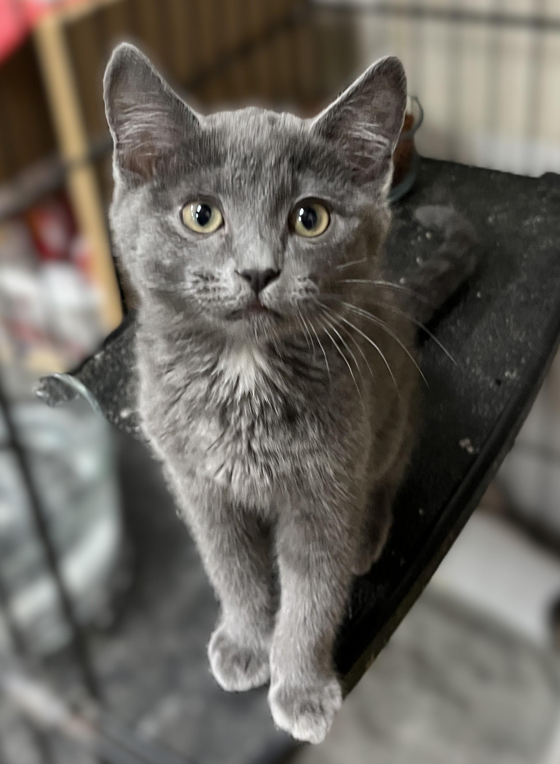 Enlarge Zane, an adopted Domestic Short Hair in Shingletown, CA image 1/3