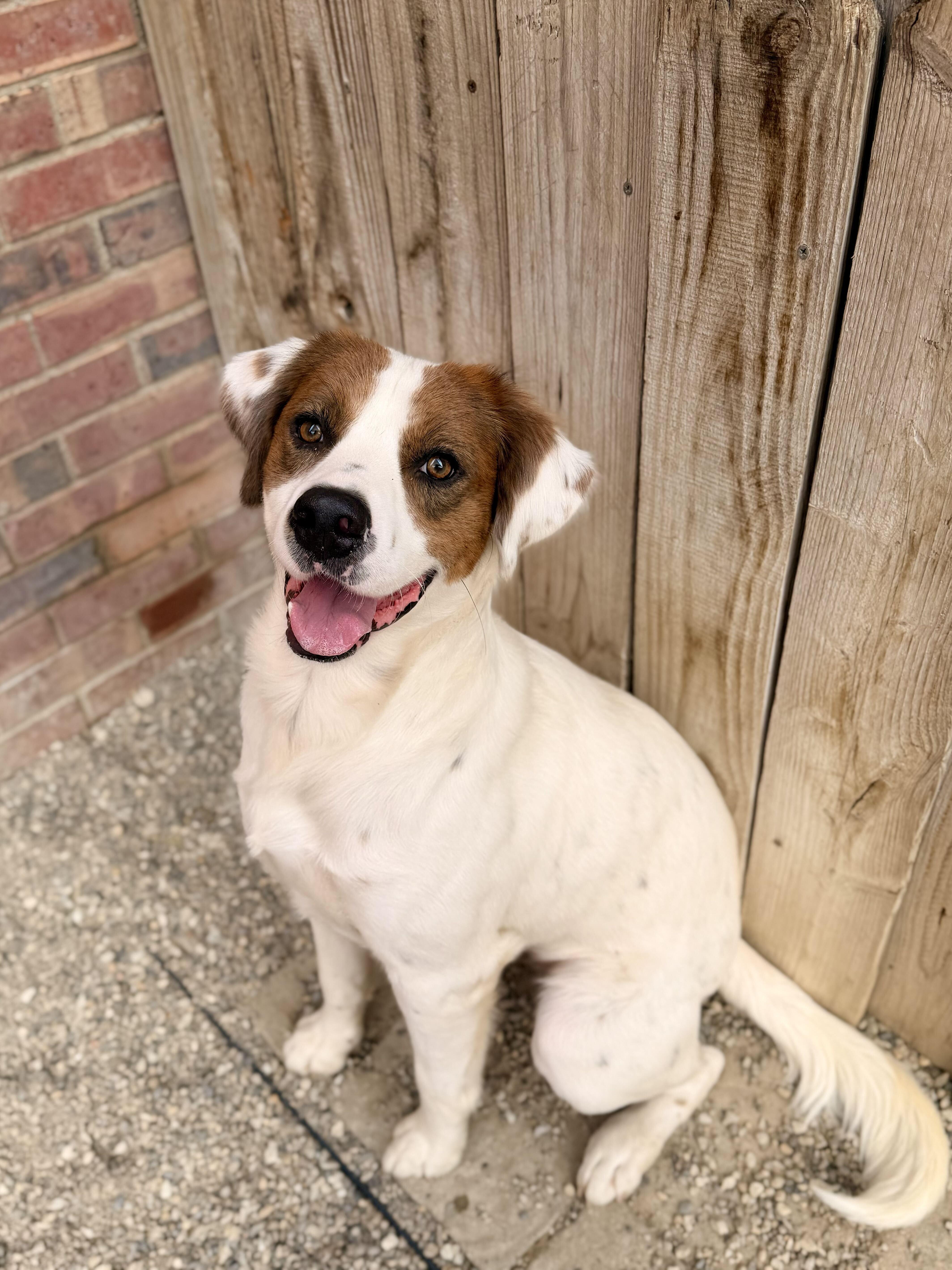 Enlarge King Kumar, a Adopted mixed breed in Indianapolis, IN image 1/6