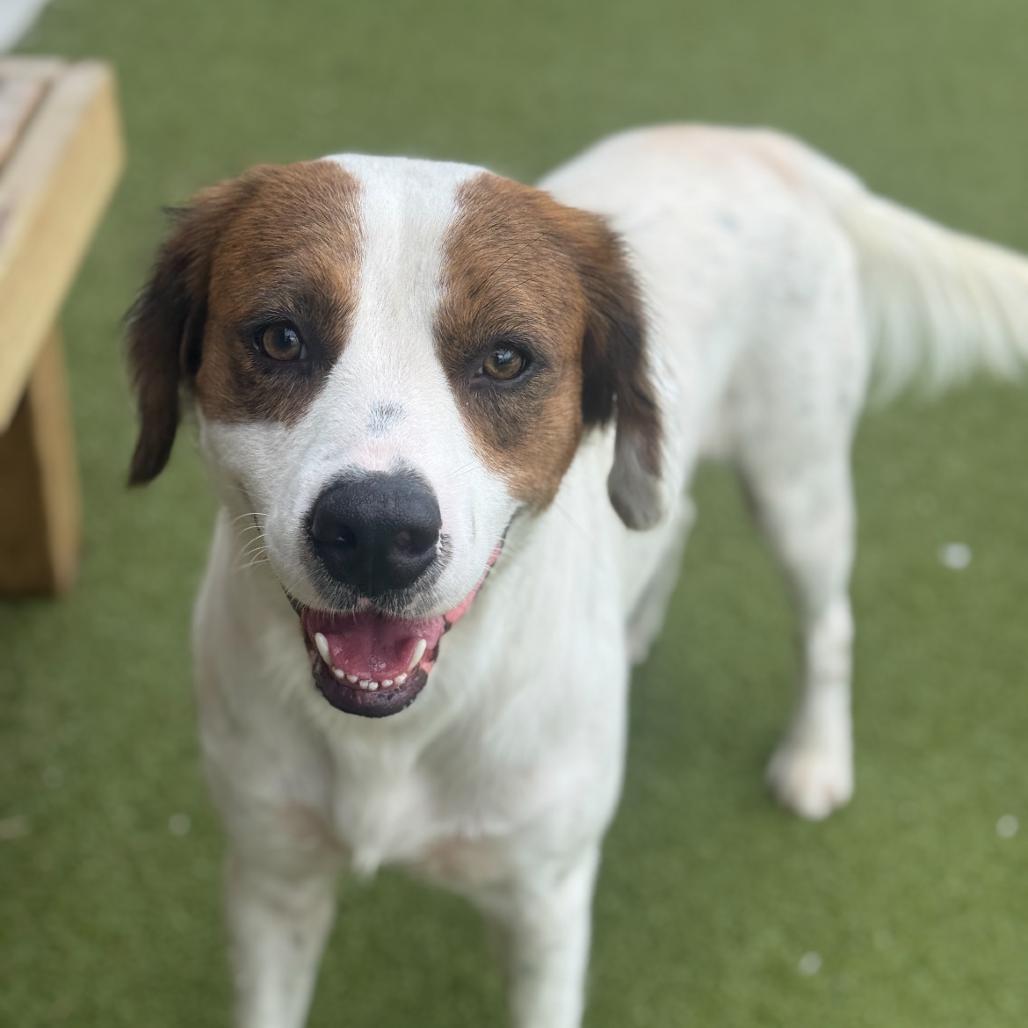Enlarge King Kumar, a Adopted mixed breed in Indianapolis, IN image 2/6
