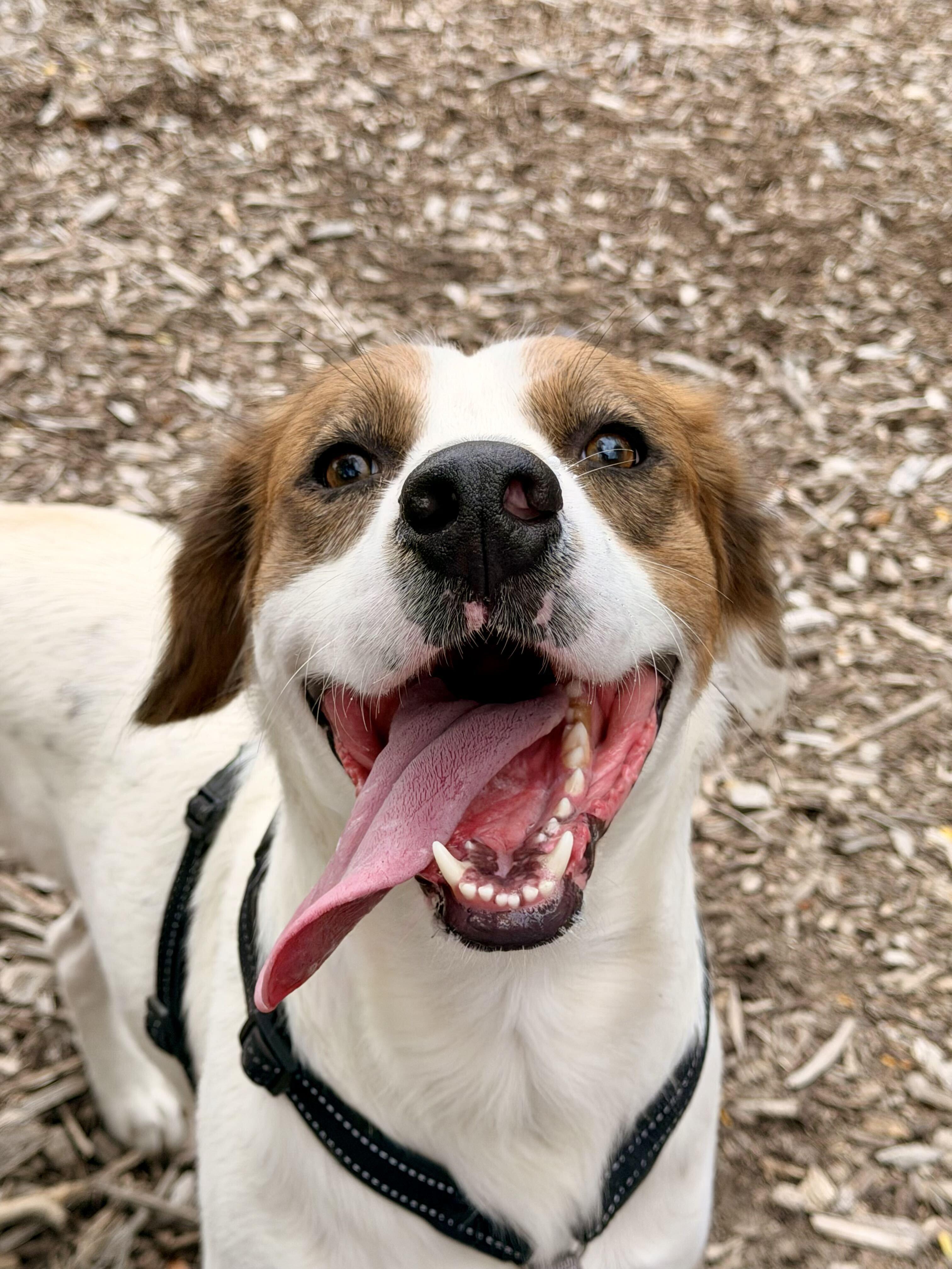 Enlarge King Kumar, a Adopted mixed breed in Indianapolis, IN image 4/6