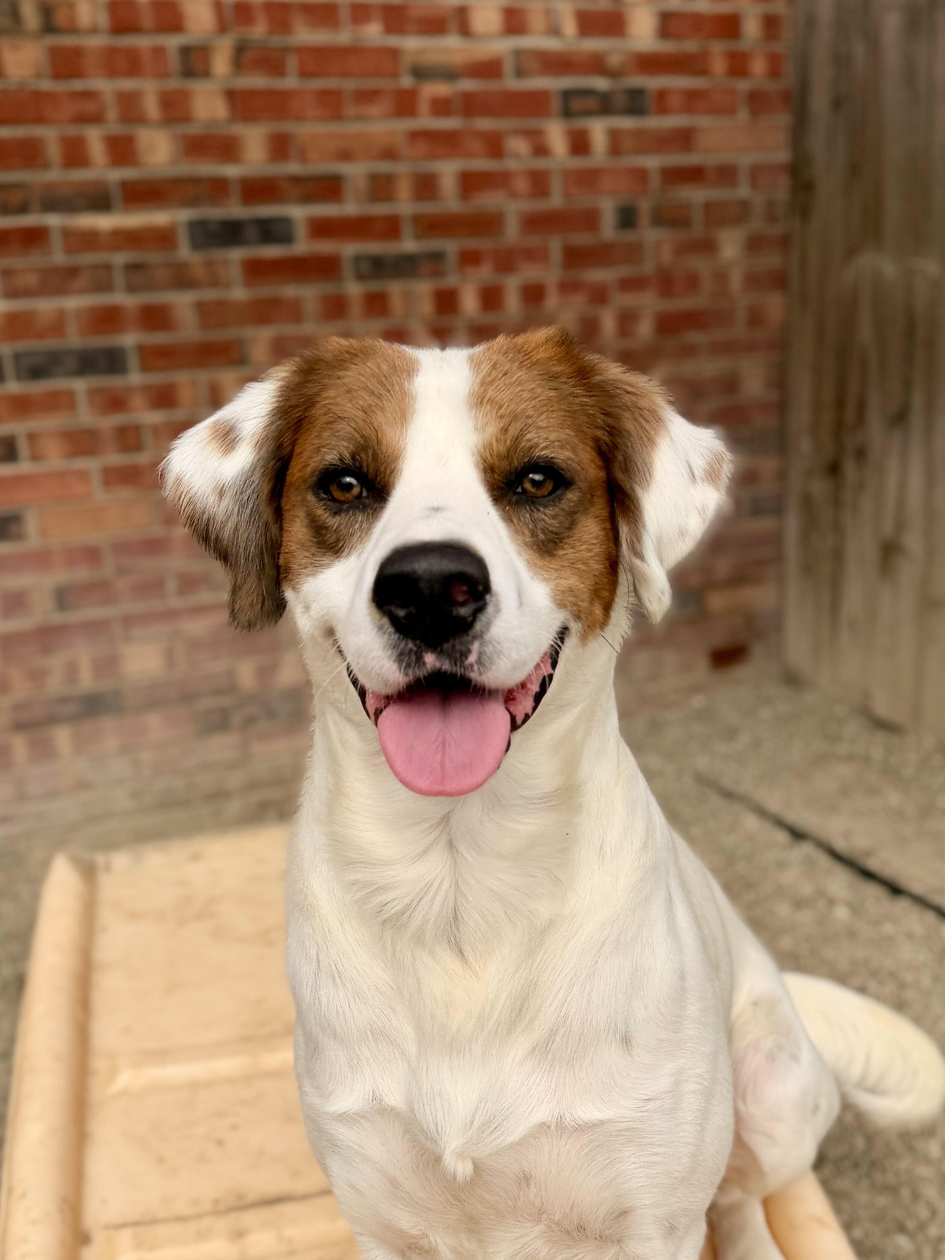 Enlarge King Kumar, a Adopted mixed breed in Indianapolis, IN image 3/6