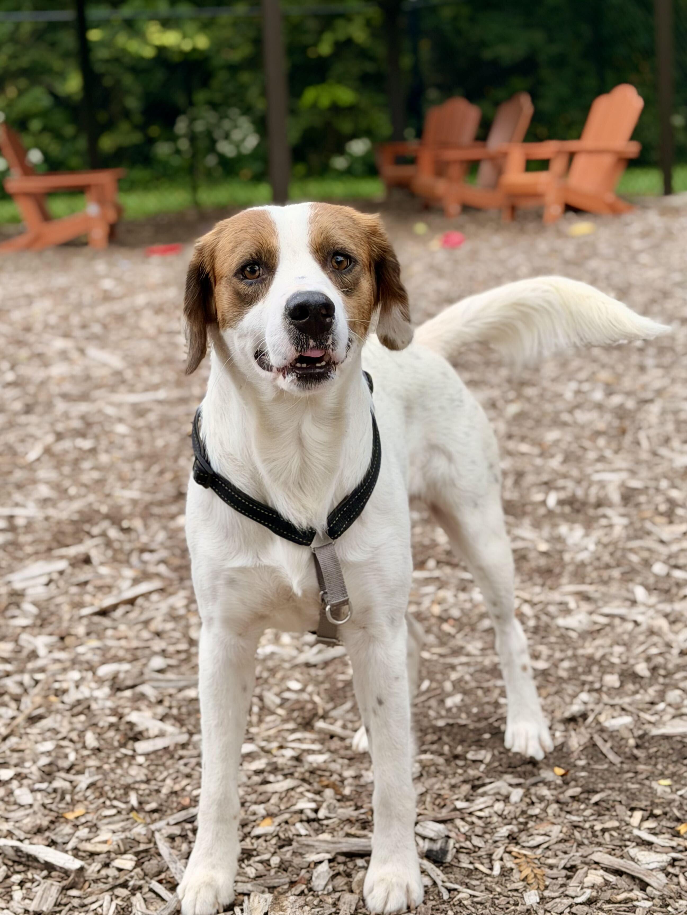 Enlarge King Kumar, a Adopted mixed breed in Indianapolis, IN image 5/6