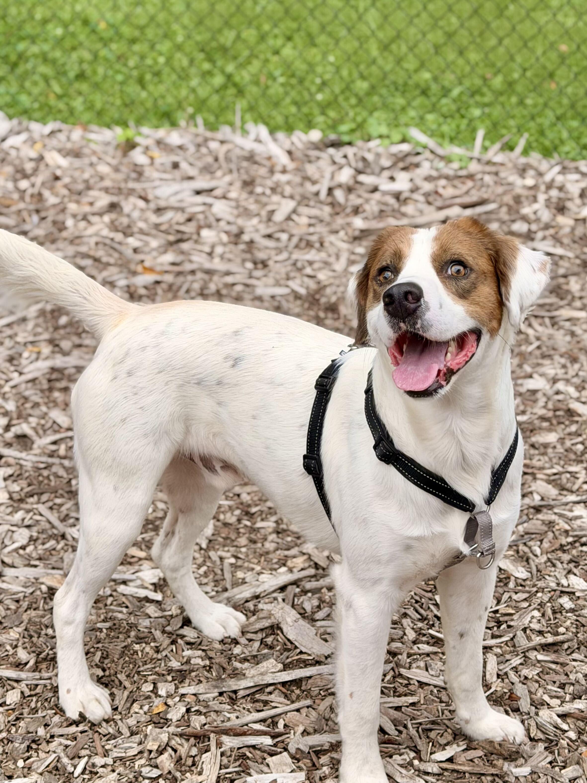 Enlarge King Kumar, a Adopted mixed breed in Indianapolis, IN image 6/6