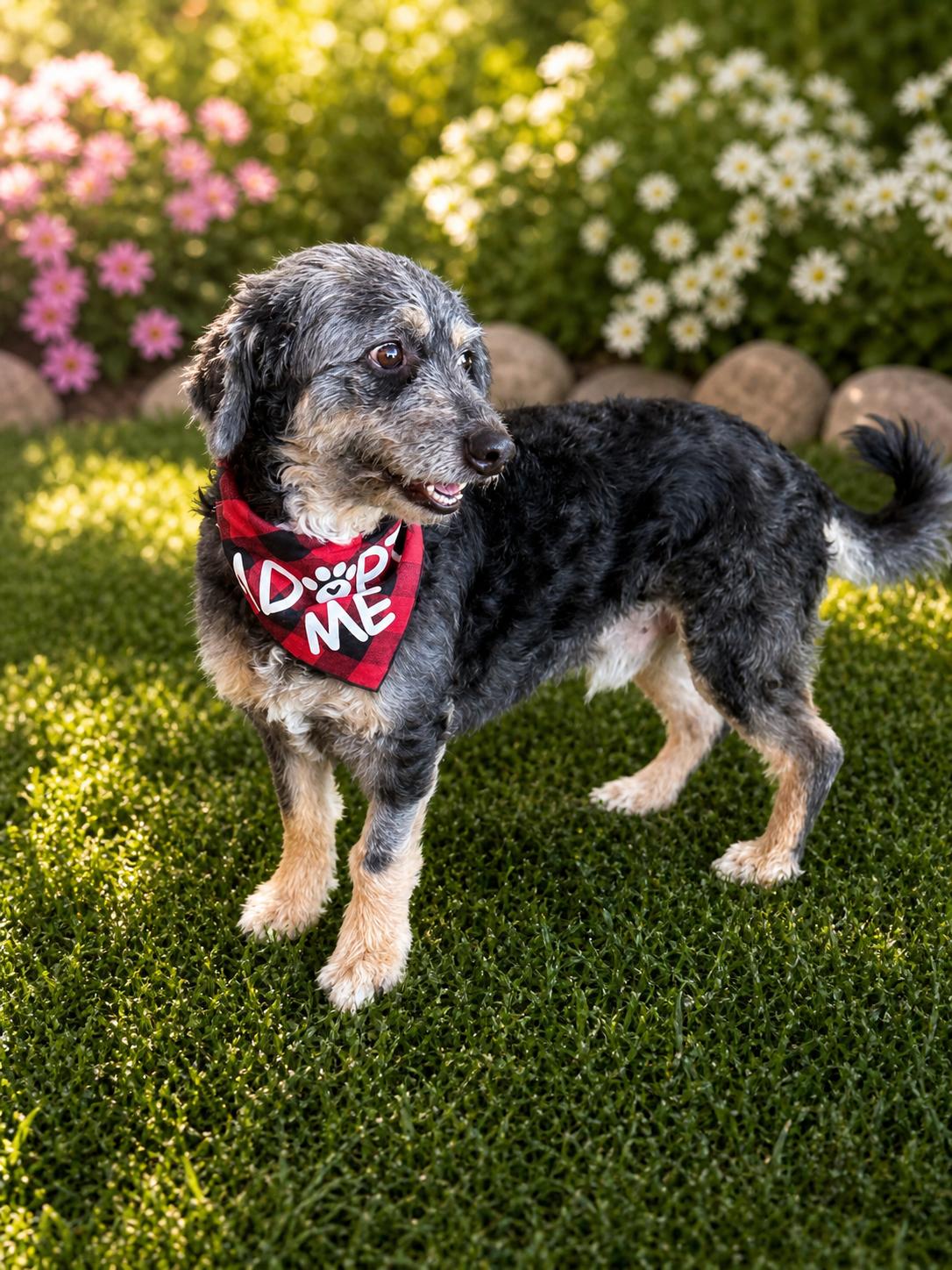 Enlarge Smokey, an adopted mixed breed in Phoenix, AZ image 3/4