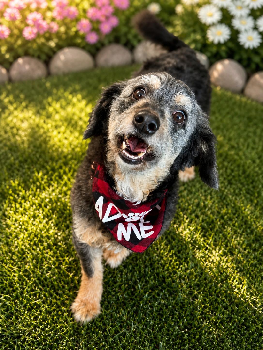 Smokey, adopted, Adult Male Miniature Poodle & Cockapoo.