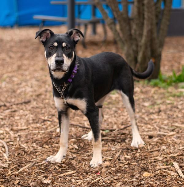Enlarge Missy, a Adoptable mixed breed in Oakville, ON image 1/1