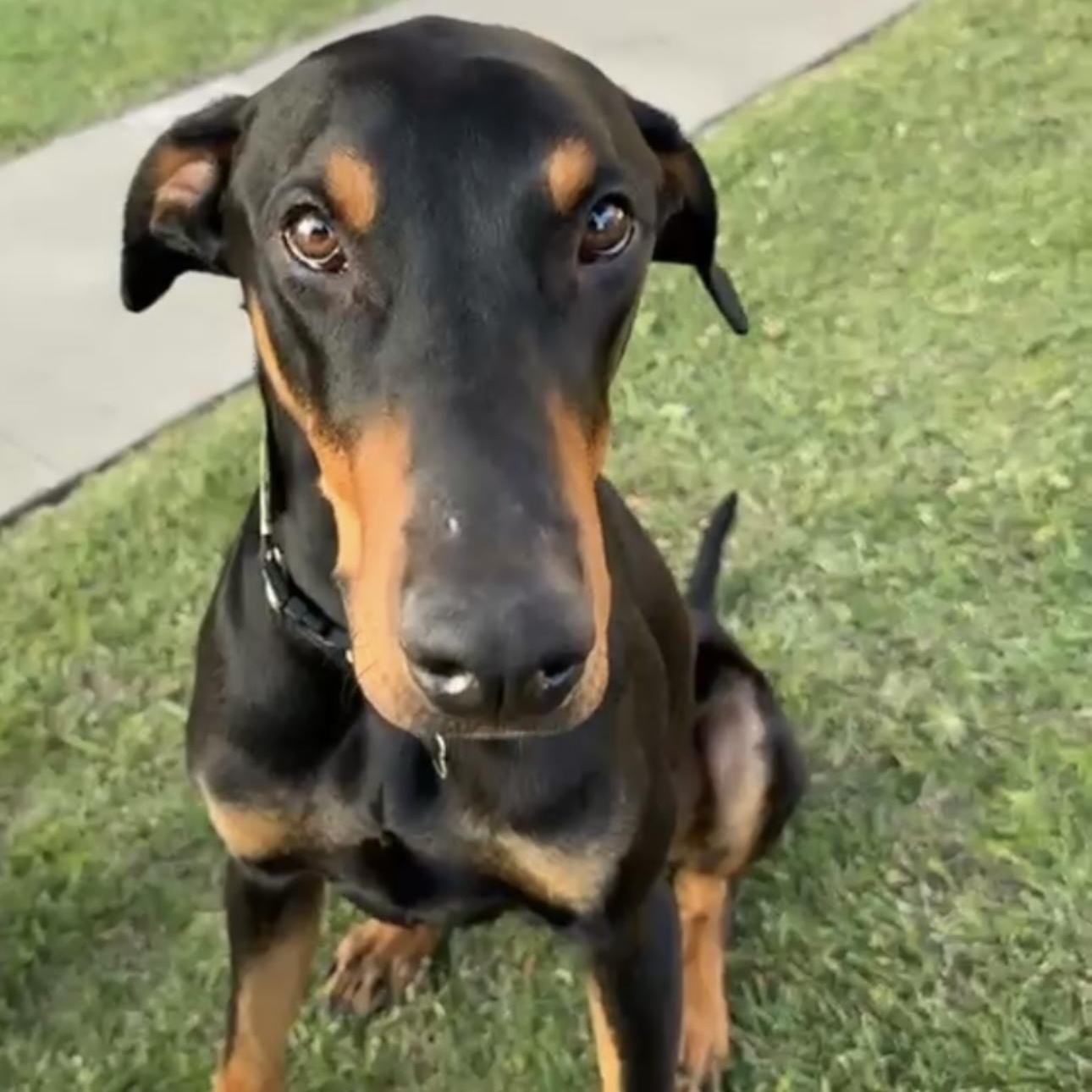 Roscoe, Adopted, Young Male Doberman Pinscher.