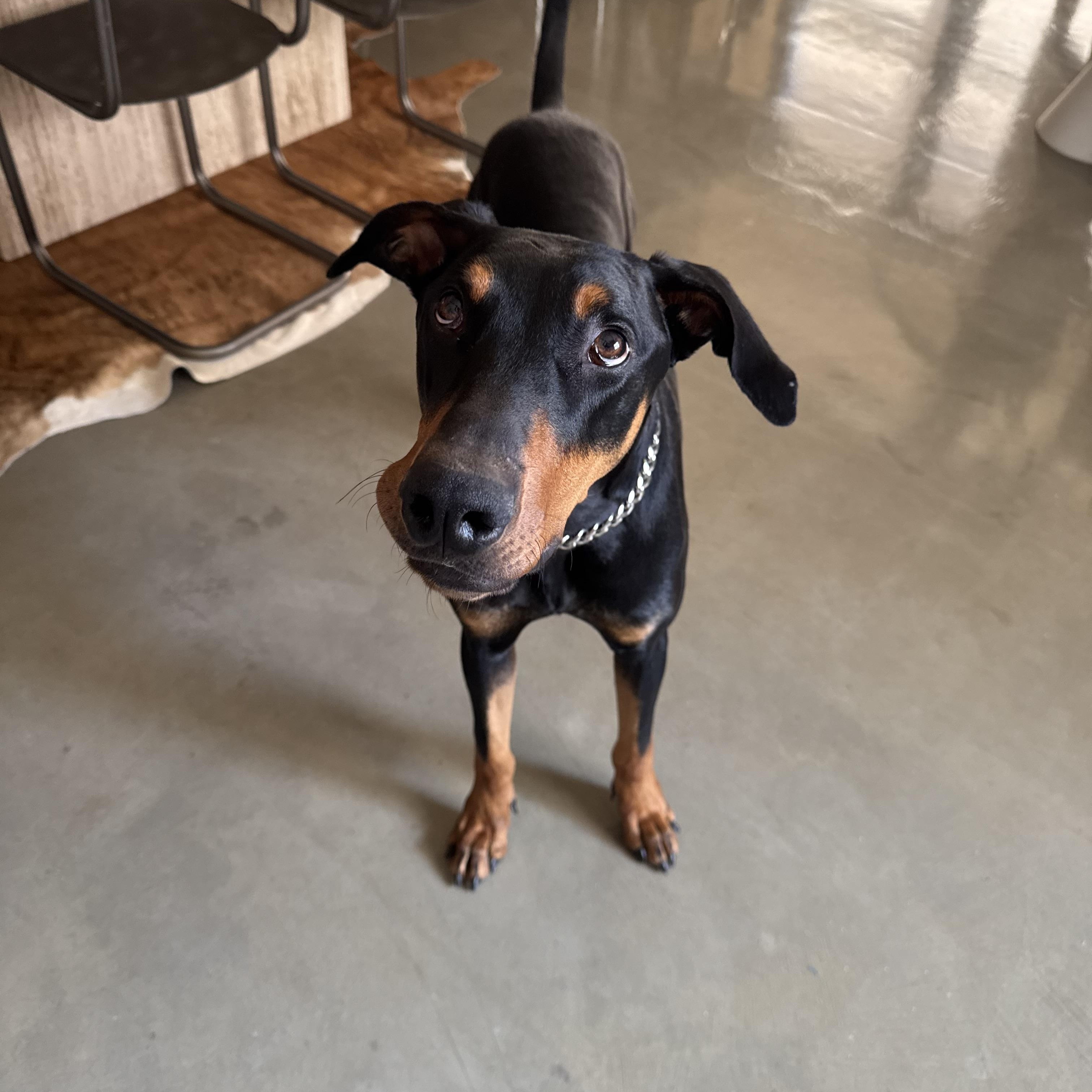 Enlarge Roscoe, a Adopted Doberman Pinscher in Marina del Rey, CA image 2/2