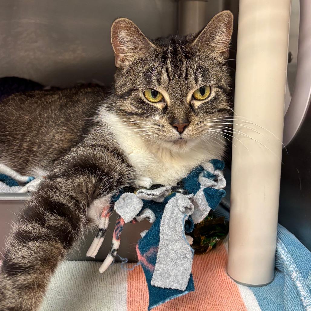 Enlarge Flora, a ADOPTABLE Domestic Short Hair in Chippewa Falls, WI image 1/1