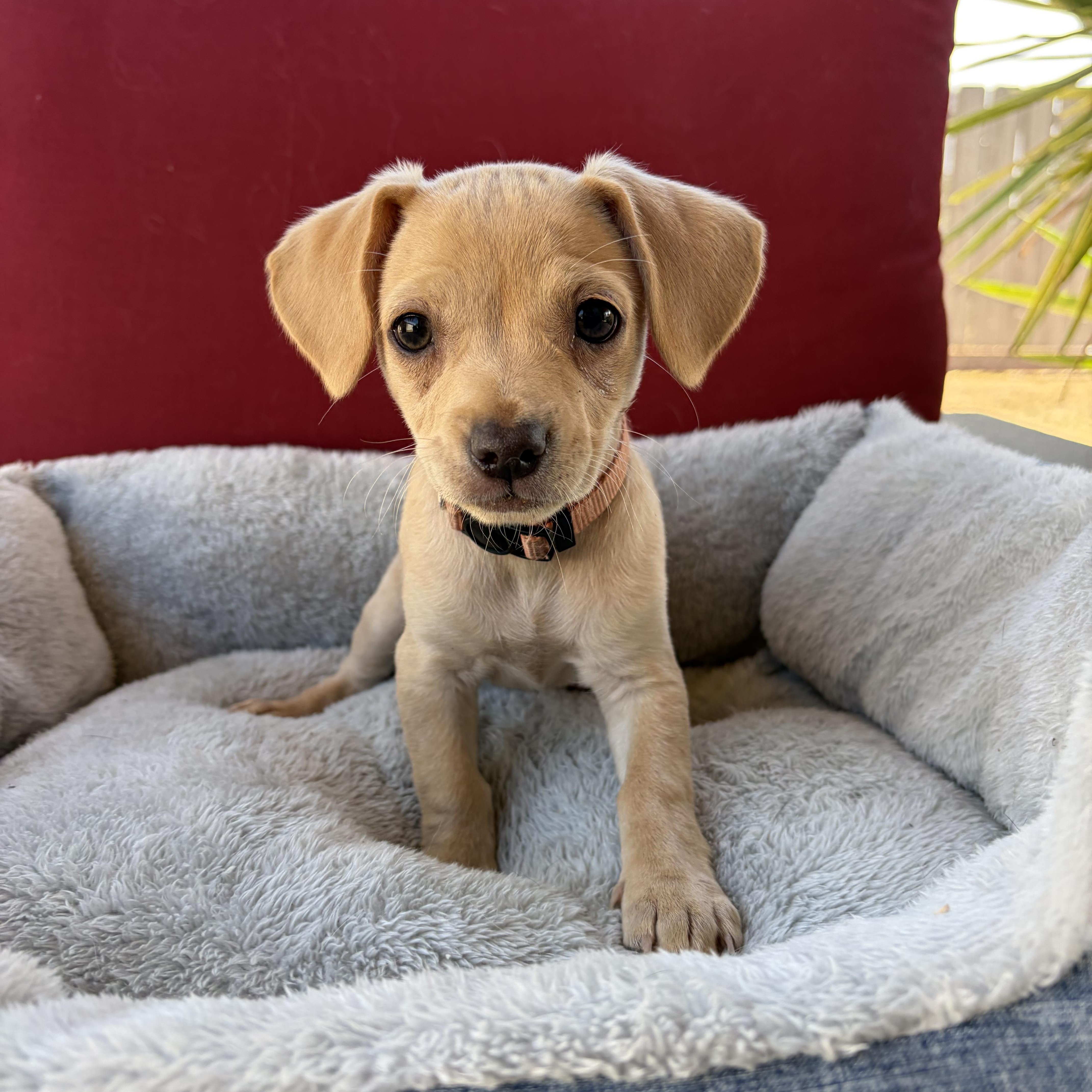 Enlarge Carrie, a Adopted mixed breed in Poway, CA image 2/3