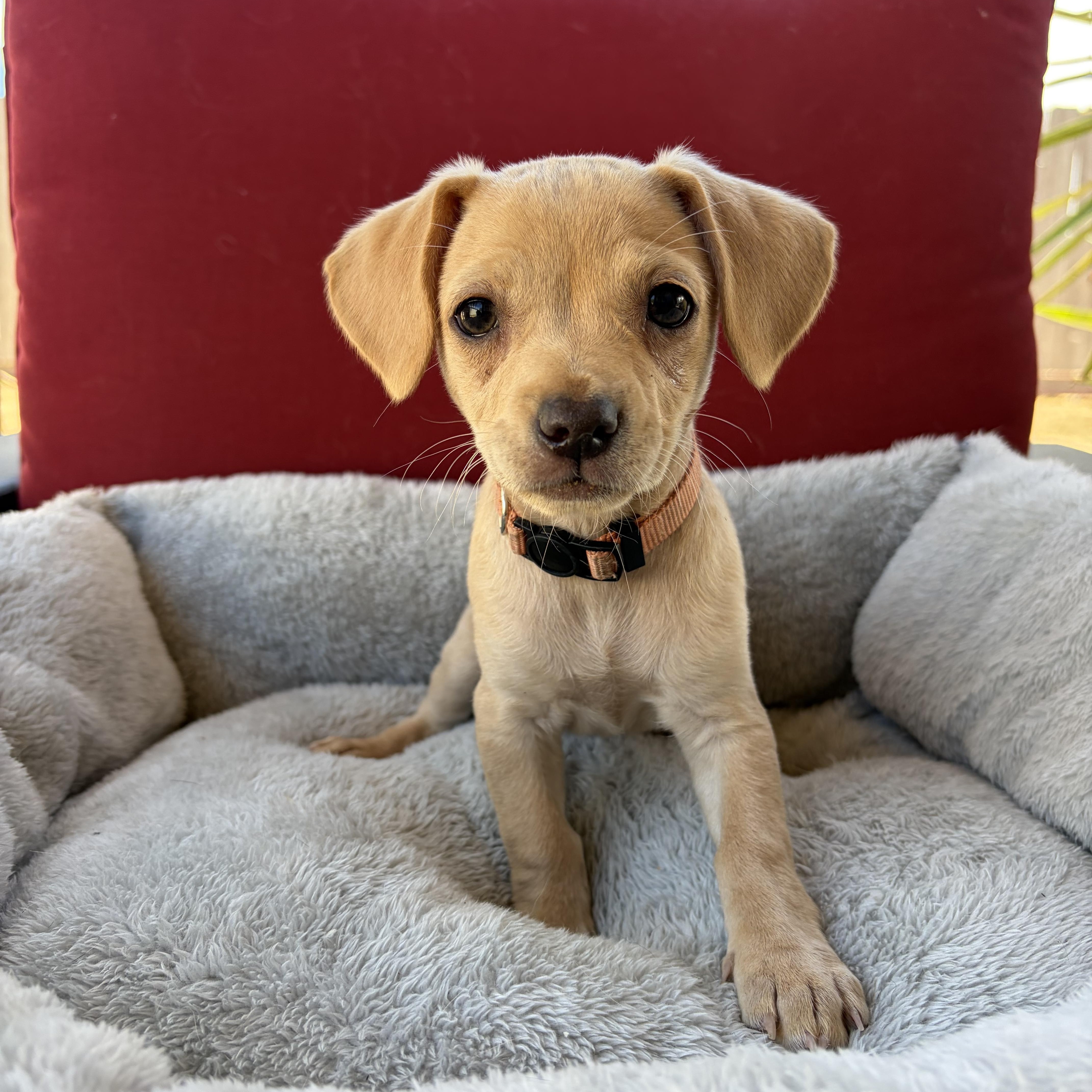Carrie, Adopted, Puppy Female Chihuahua & Pug.