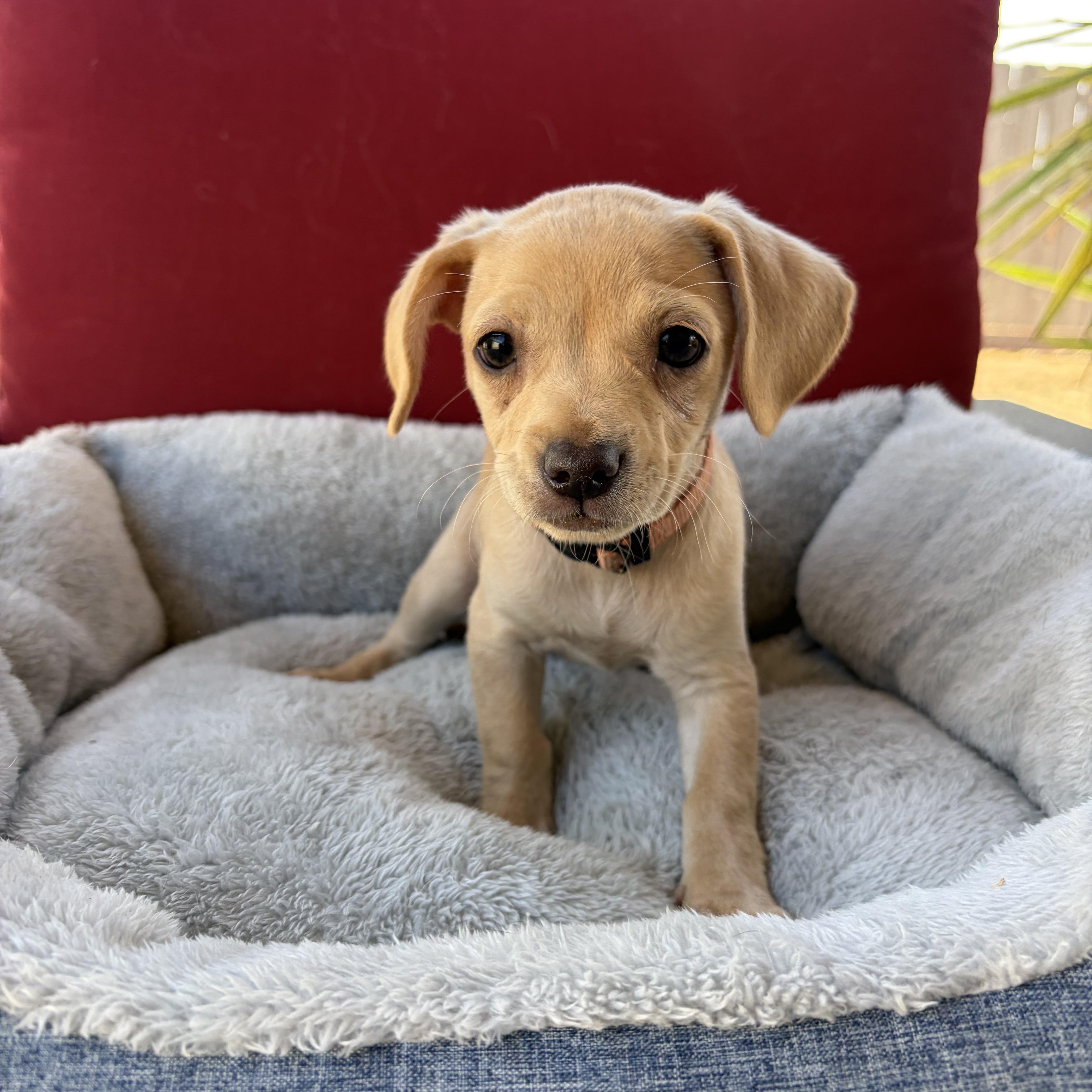 Enlarge Carrie, a Adopted mixed breed in Poway, CA image 3/3