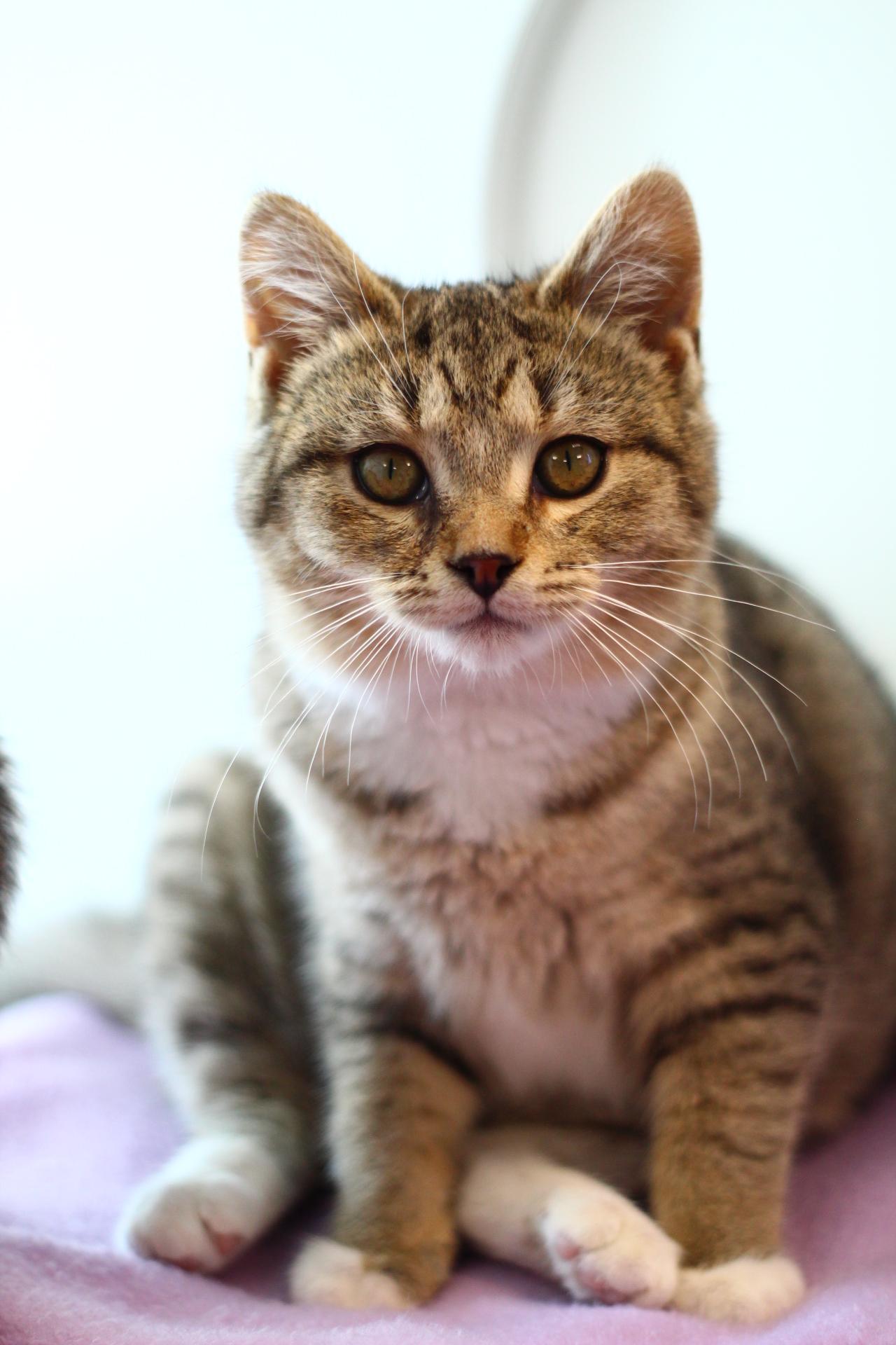 Freya, Adopted, Young Female Domestic Short Hair.