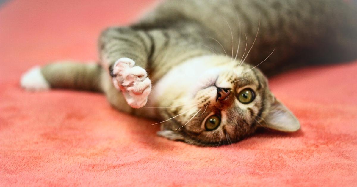 Enlarge Freya, a Adopted Domestic Short Hair in Toledo, OH image 3/5