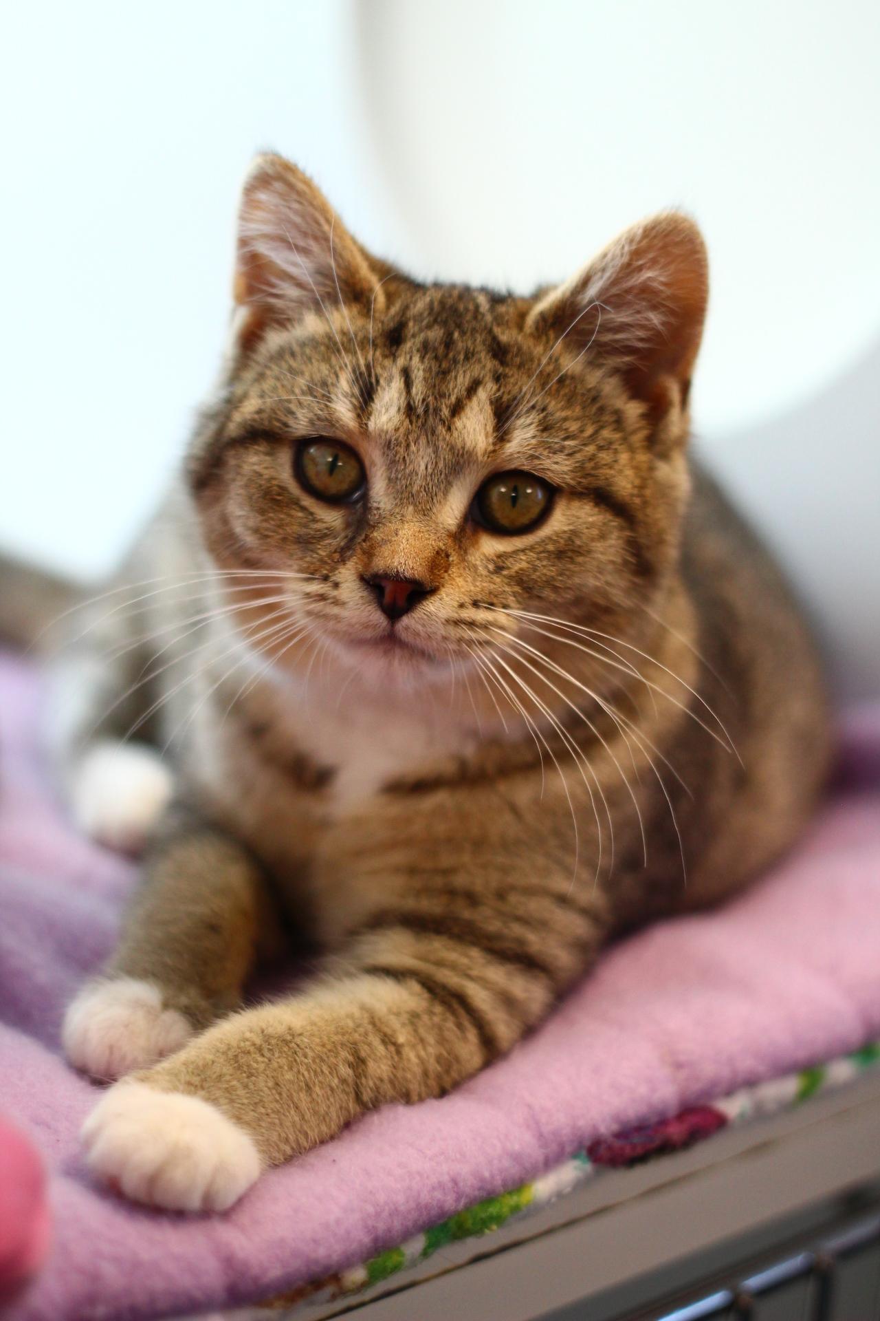 Enlarge Freya, a Adopted Domestic Short Hair in Toledo, OH image 4/5