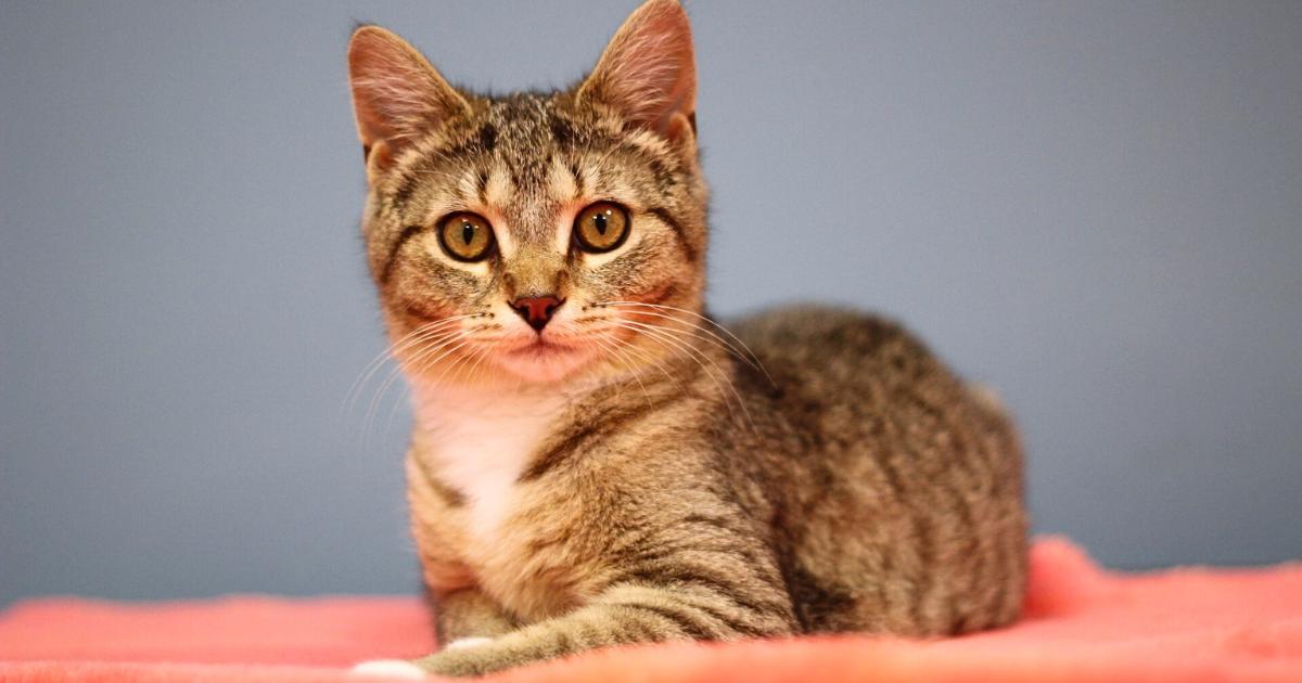 Enlarge Freya, a Adopted Domestic Short Hair in Toledo, OH image 5/5