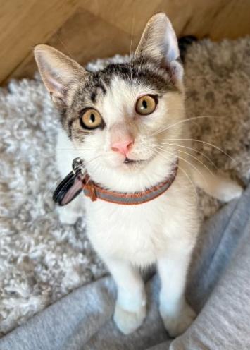 Daniella, adopted, Kitten Female American Shorthair.