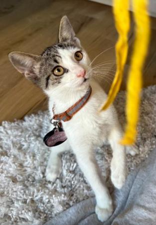 Daniella, an adopted American Shorthair in Union City, NJ image 3/5