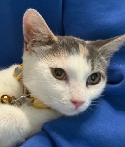 Daniella, an adopted American Shorthair in Union City, NJ image 4/5