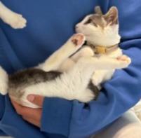 Daniella, an adopted American Shorthair in Union City, NJ image 5/5