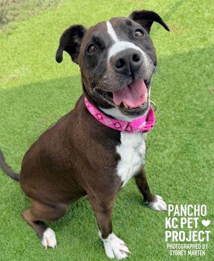 Enlarge Pancho, a Adoptable mixed breed in Kansas City, MO image 3/3
