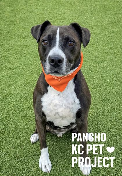 Pancho, Adoptable, Adult Male Pit Bull Terrier & Mixed Breed.