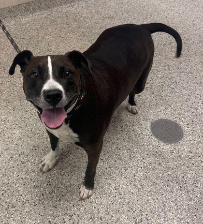 Enlarge Pancho, a Adoptable mixed breed in Kansas City, MO image 2/3