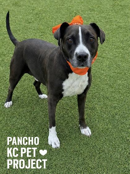 Enlarge Pancho, a Adoptable mixed breed in Kansas City, MO image 3/3