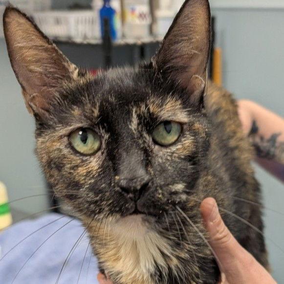 Enlarge Mrs Peacock, a Adoptable Domestic Short Hair in New Castle, DE image 1/1