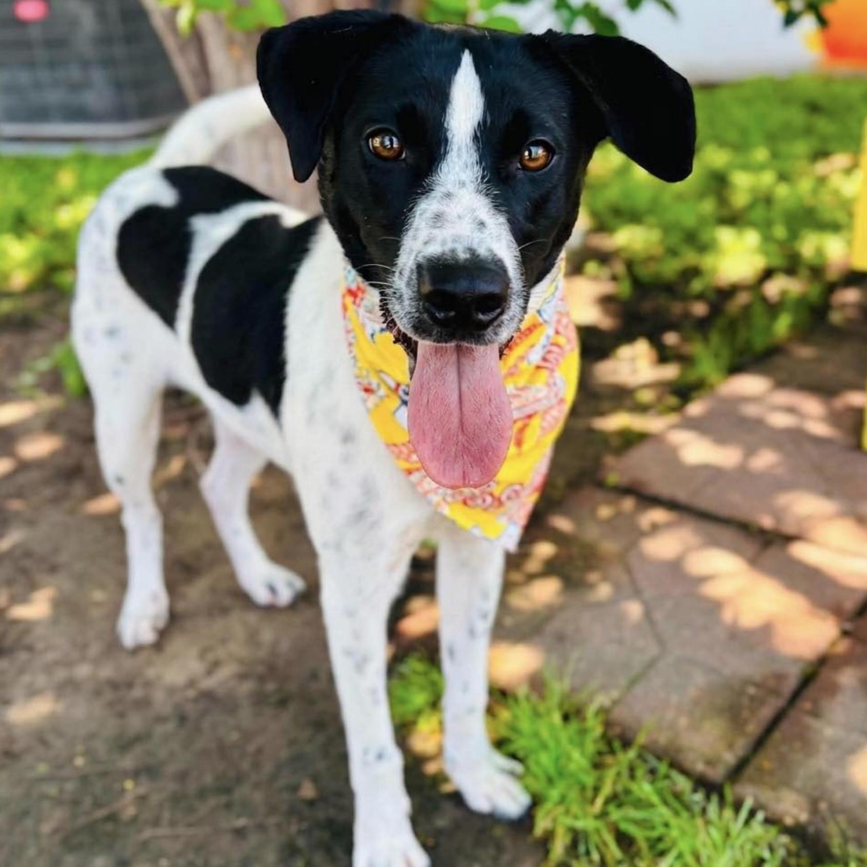 Cooper, a Adoptable mixed breed in Rye, NY image 2/5