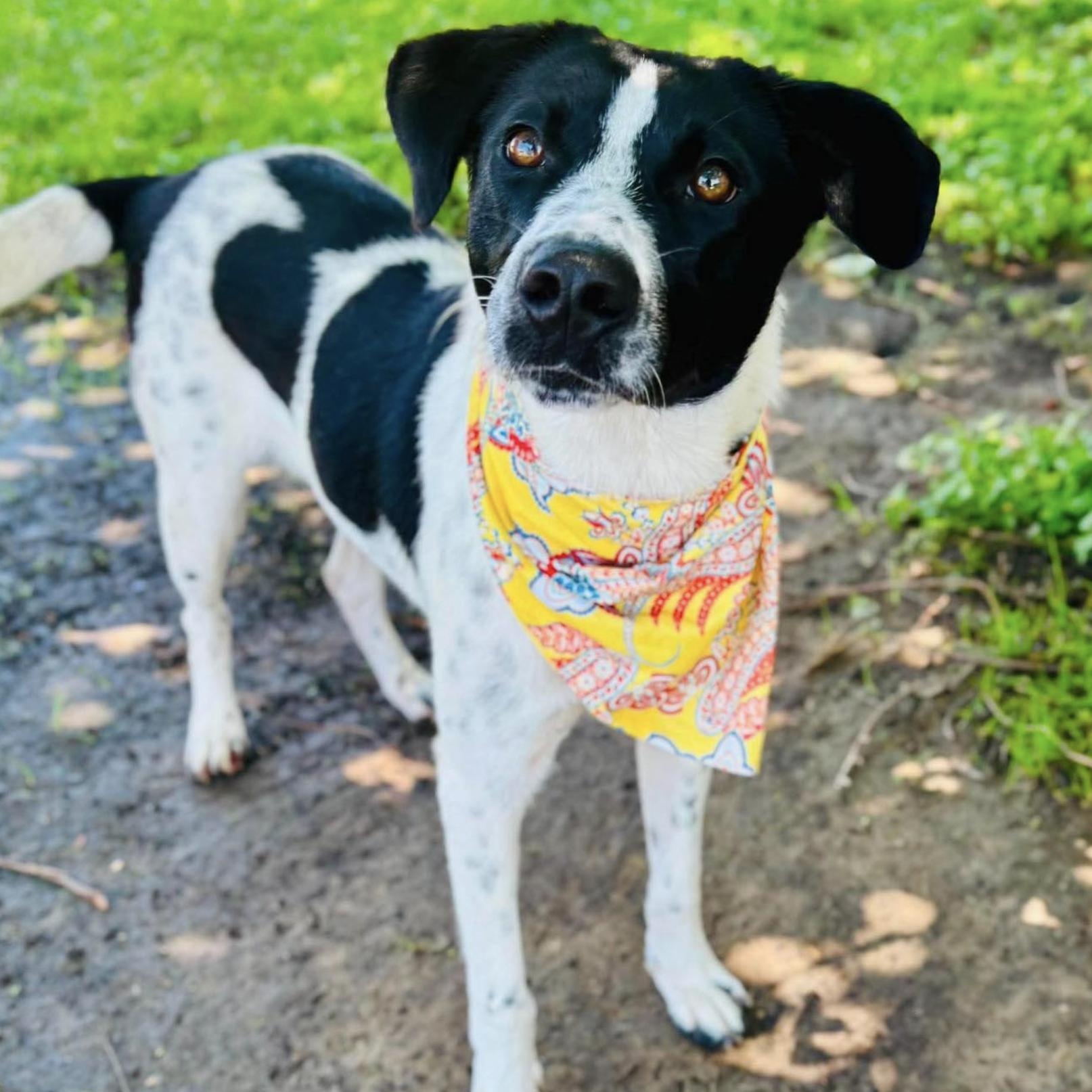 Cooper, a Adoptable mixed breed in Rye, NY image 3/5