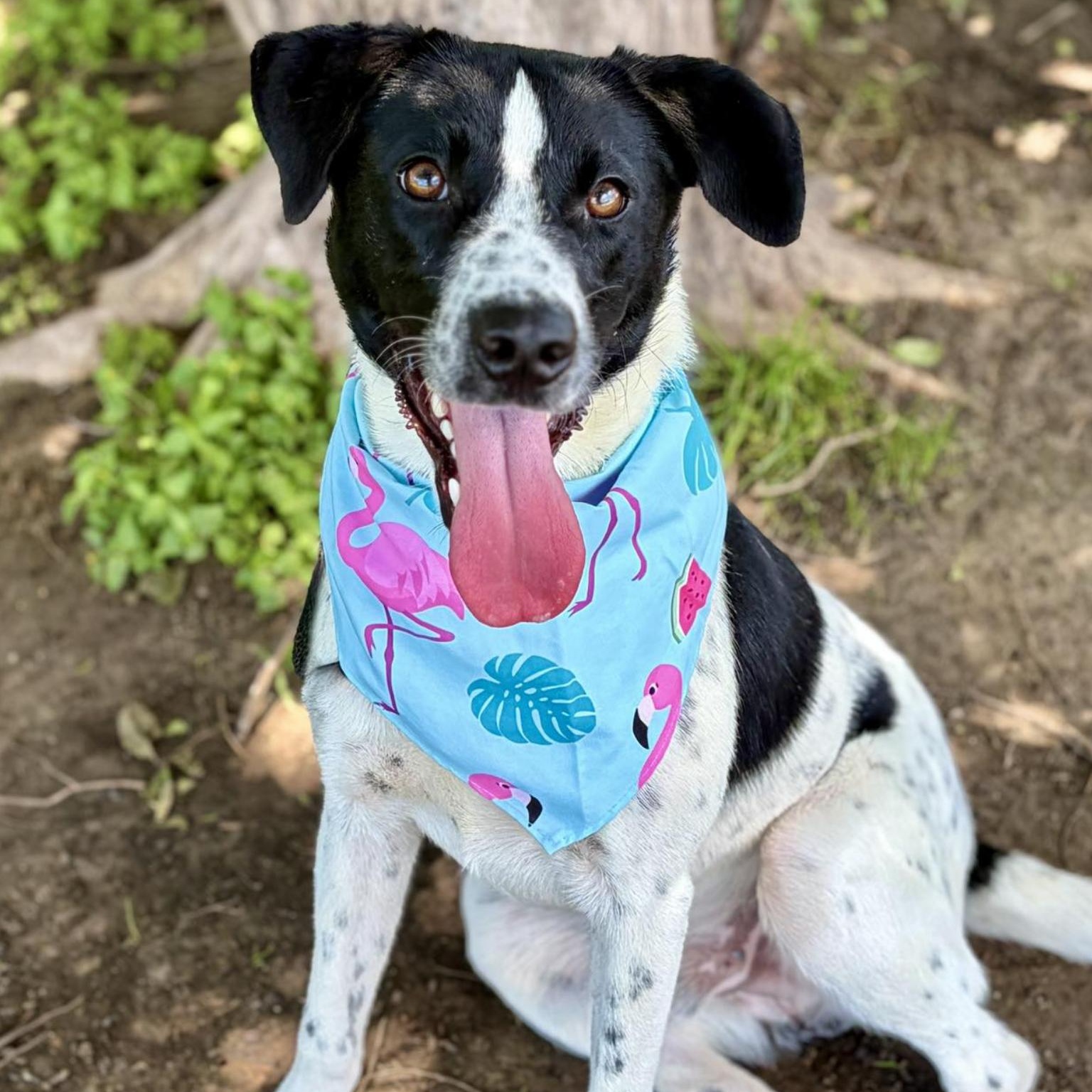 Cooper, a Adoptable mixed breed in Rye, NY image 5/5