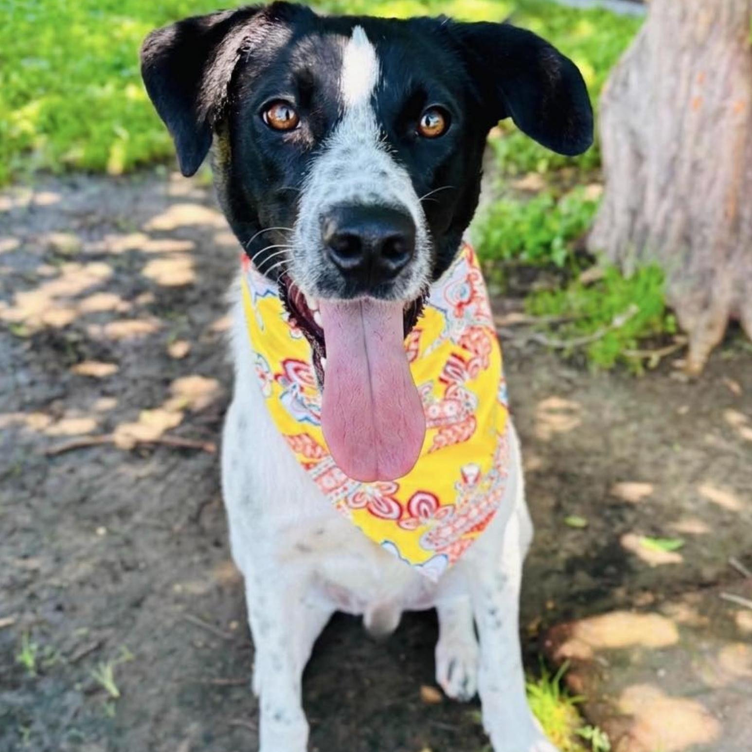 Cooper, Adoptable, Young Male Pointer & Shepherd.