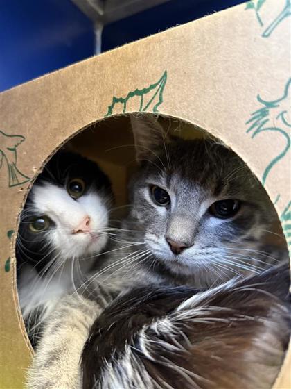 Stuffing, Adoptable, Young Male Domestic Short Hair & Domestic Short Hair.