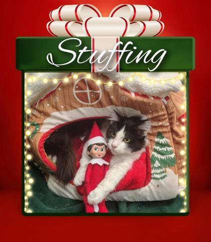 Stuffing, a Adoptable mixed breed in Hutchinson, KS image 3/3